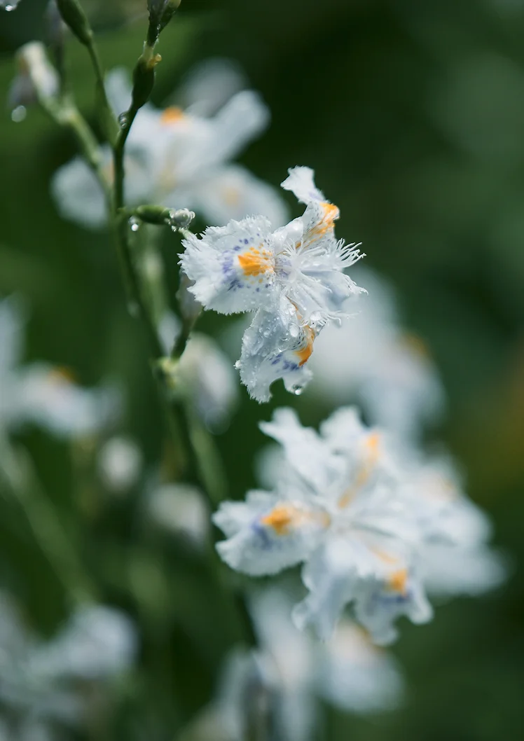 箱根強羅 KAIKA 花