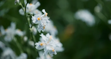 箱根強羅 KAIKA 春の庭園